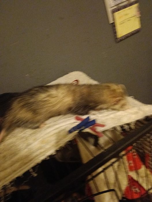 gaiola com animal