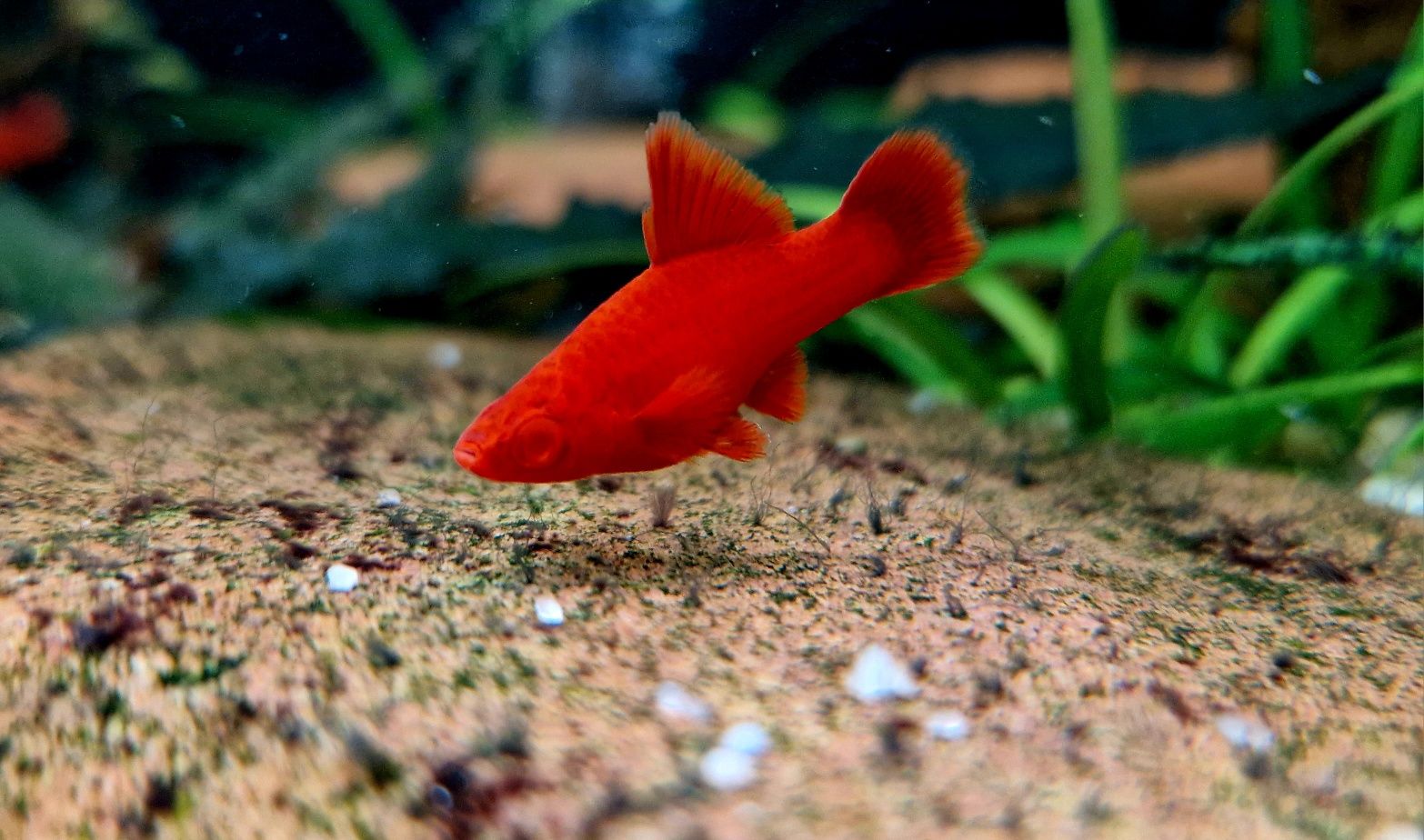 Mieczyk Cauliflower Sabertail Albino