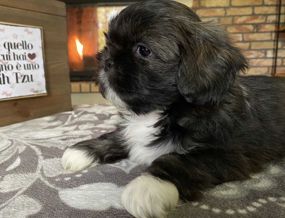 Wesoły piesek Shih Tzu z hodowli, rodowód