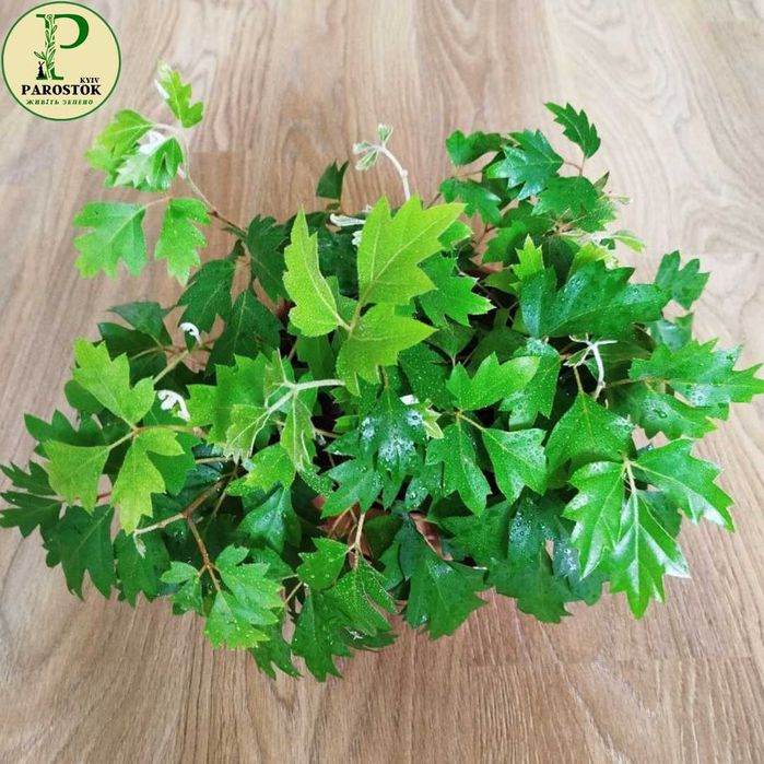 Циссус Ромбіфолія. Елен Деніка (Cissus Rhombifolia. Ellen Danica).