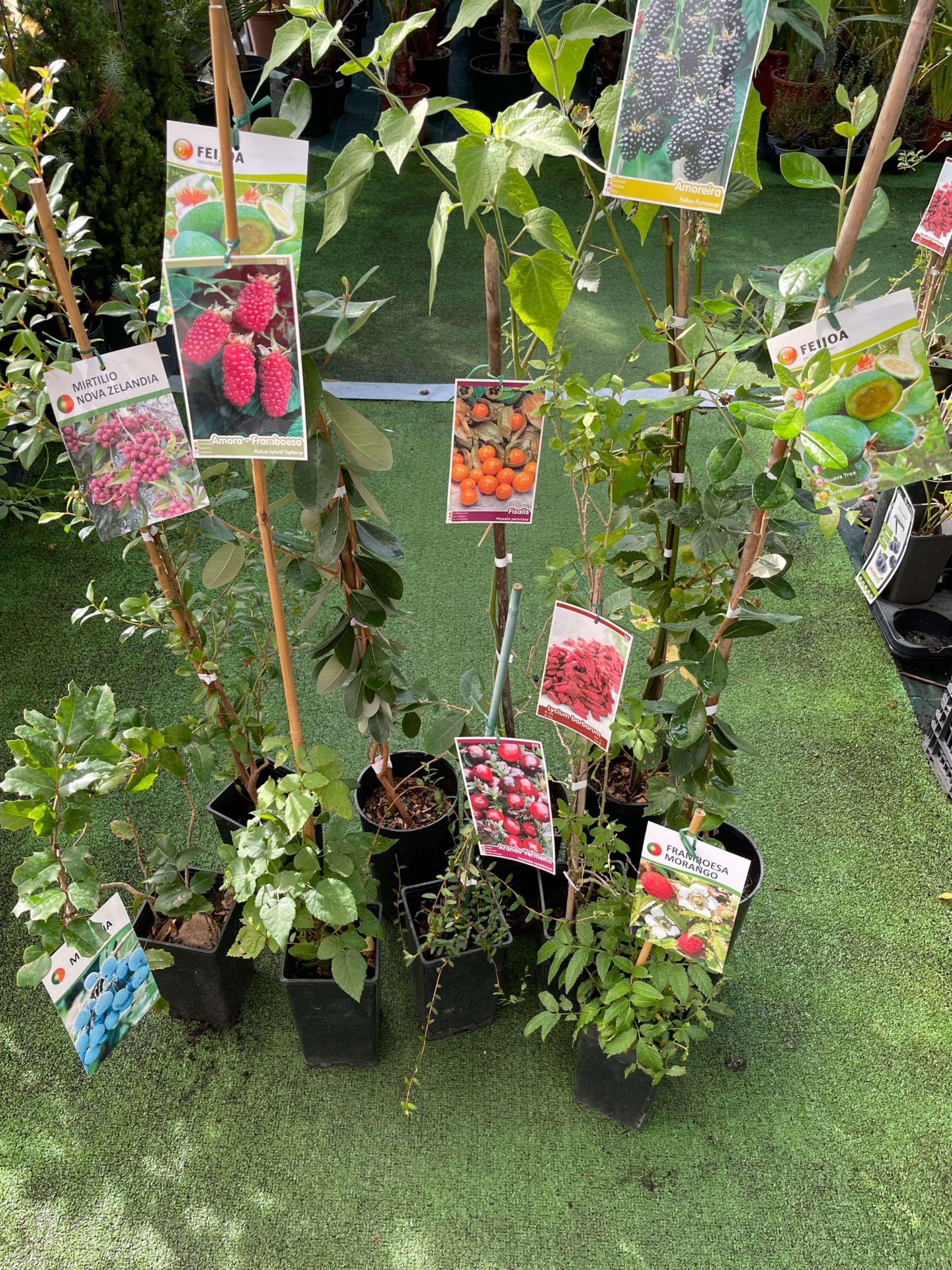Plantas frutíferas
