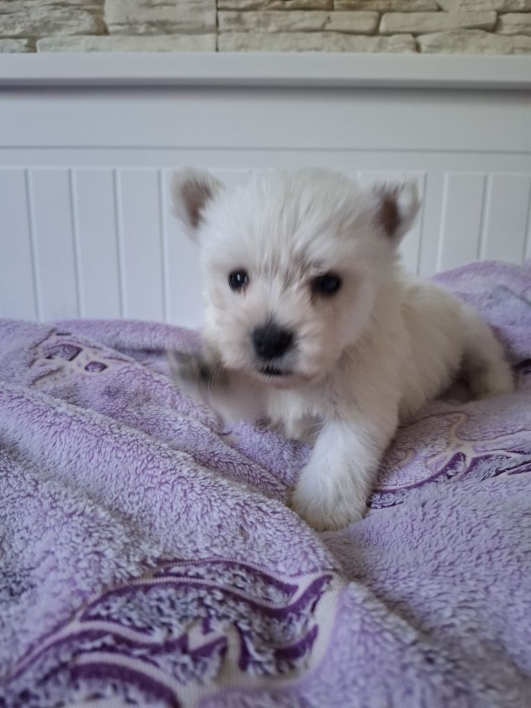West highland white terrier 3