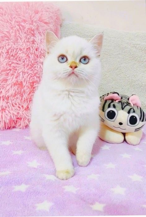 Чарівна Дівчинка Шиншилка