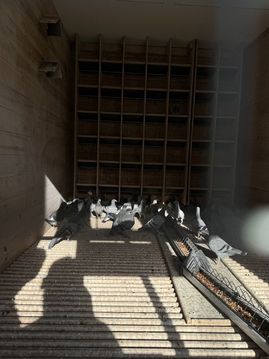 Gołebie po lotnikach