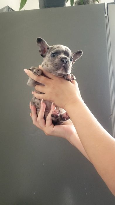 Шикарная девочка голубая мерле