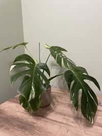 monstera variegata cala roslina