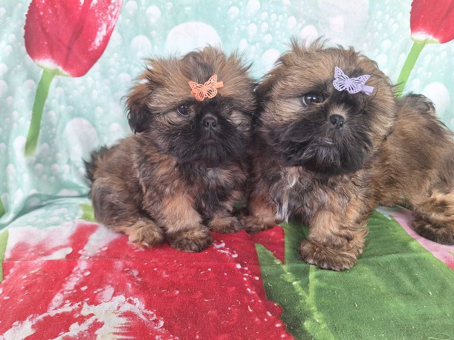 Shih Tzu sunia z rodowodem SWKIPR