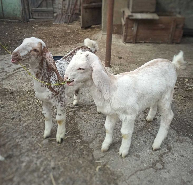 КОЗИнята нубійці