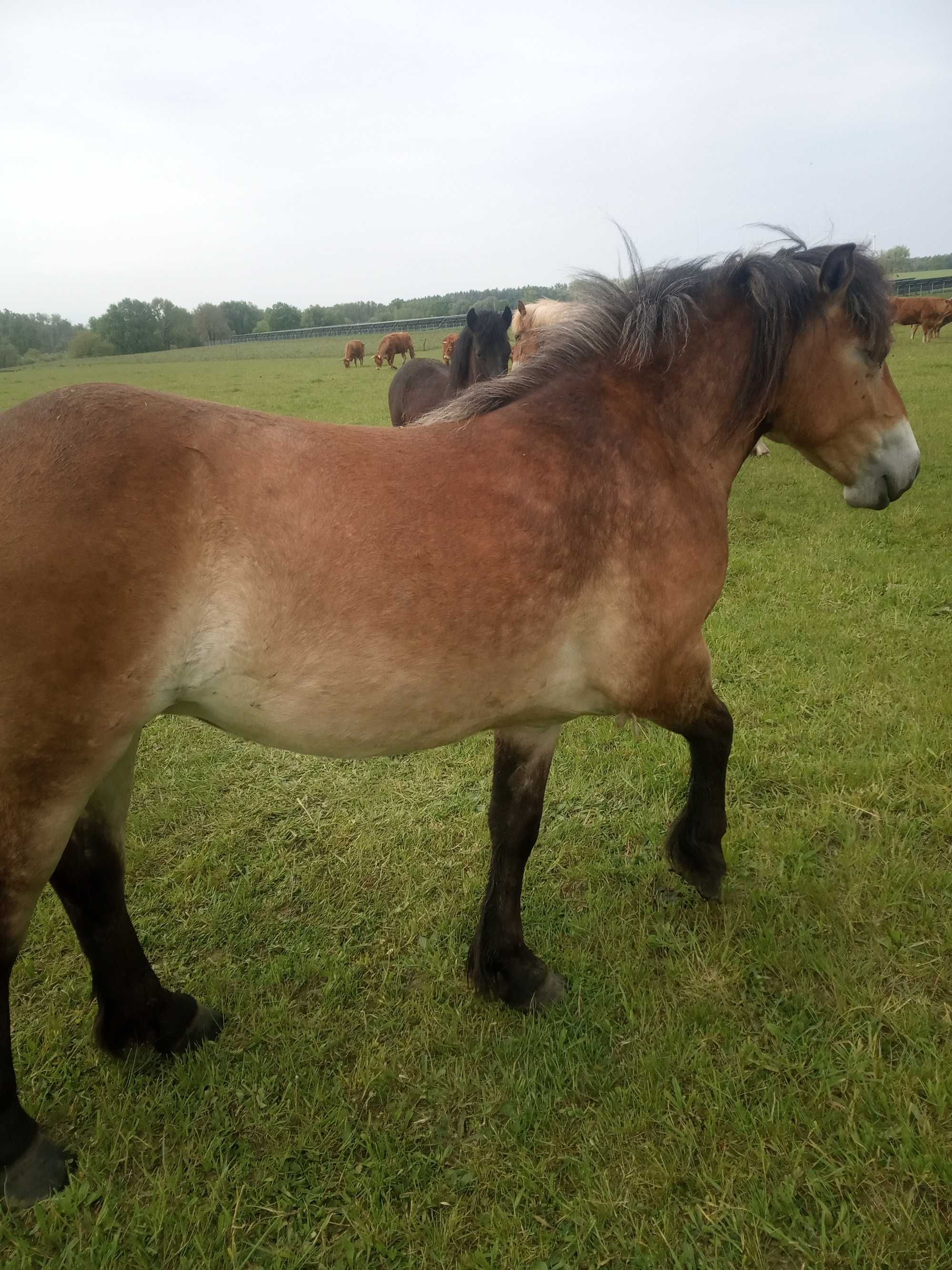 Sprzedam klacz haflinger