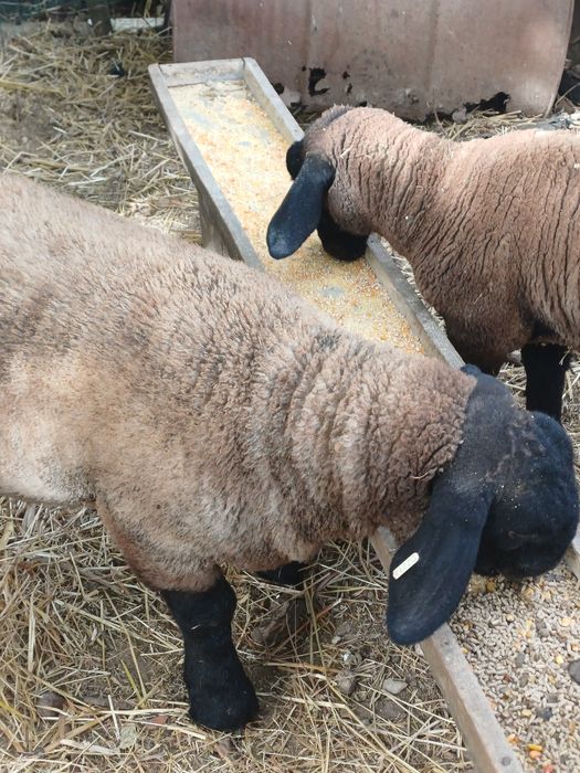 Borregos suffolk com certificado