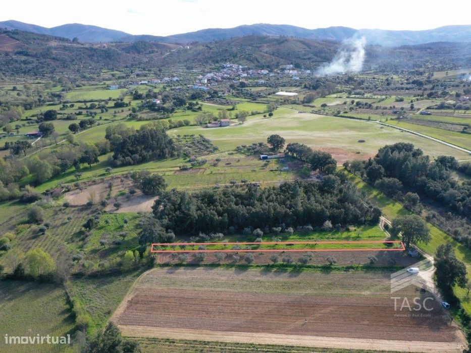 Terreno com Oliveiras no Telhado