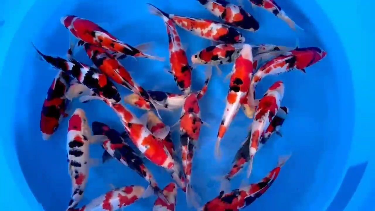 Carpa koi - SHOWA - TOSAI - C/CERTIFICADO