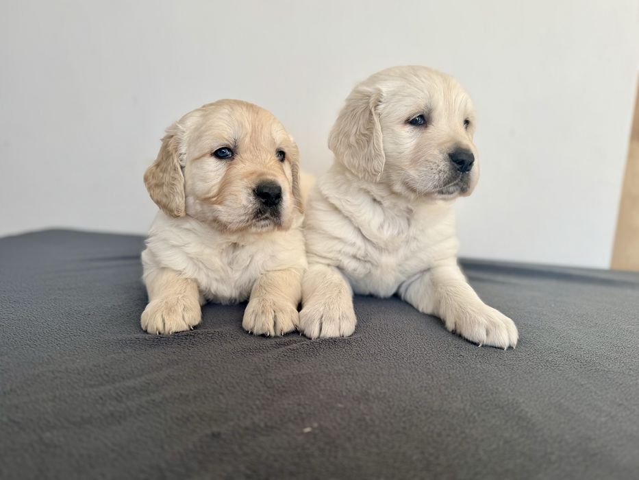 Golden Retriever piękny piesek