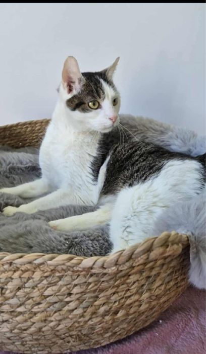 Urocza Fruzia do adopcji