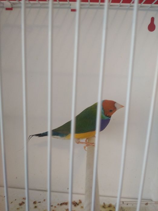 Amadyny amadyna wspaniała samiec szpalty na niebieskie 2025 rok