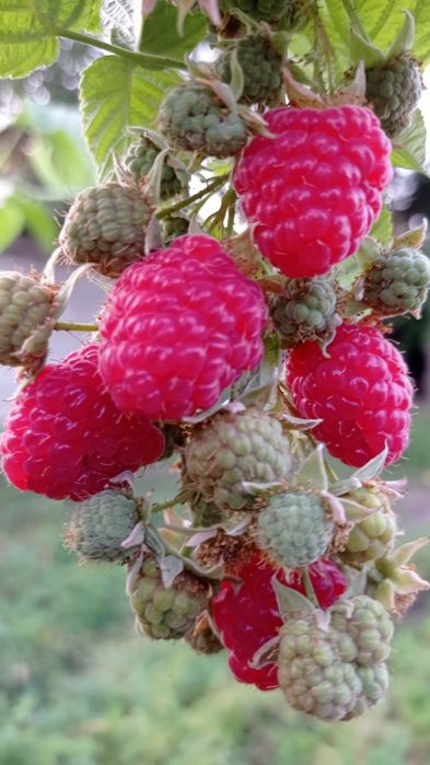 Малина красная  ранняя ремонтантная  сорта , Брусвяна.