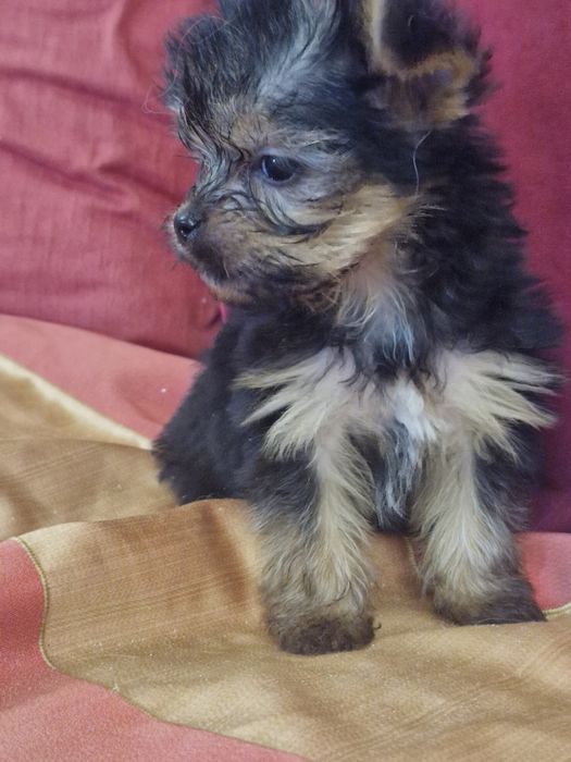 Yorkshire vacinado  desparesitado