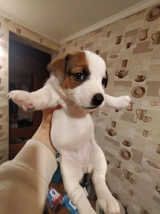 Продаю собачок джек расел