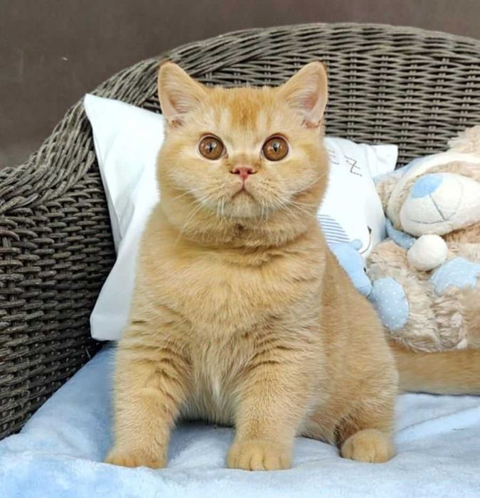 Kocurek Brytyjski rudy Prawdziwy rodowód FPL, FIFe gotowy do odbioru