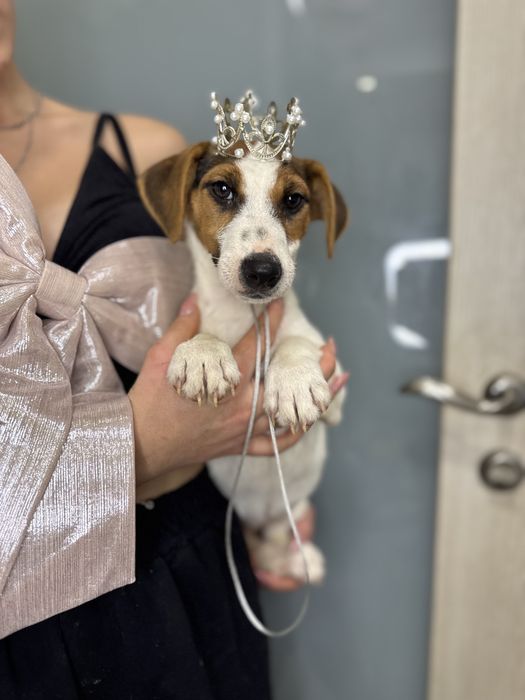 Джек рассел терьер- справжня красуня