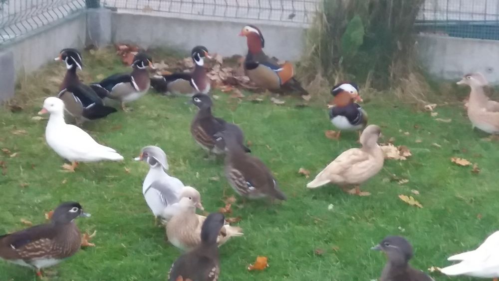 Kaczki mandarynki beżowe-samice