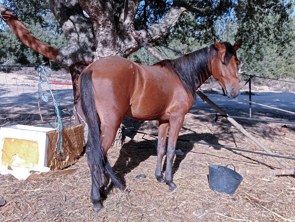 Cavalos a ver truque e vendo 700 €