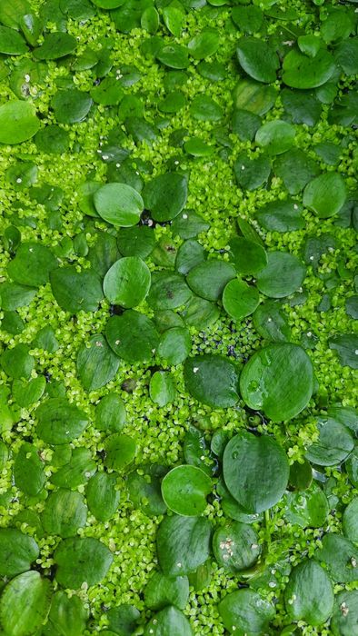 Planta superficie para aquario ou lago