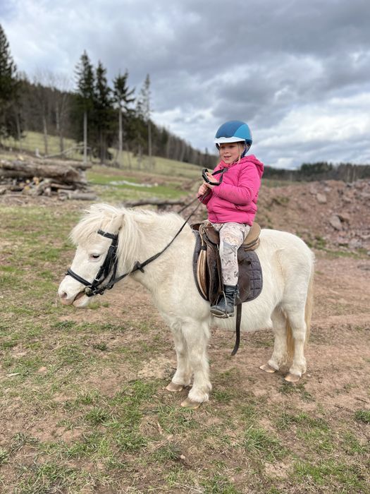 Kuce szetlandzkie cena za oba