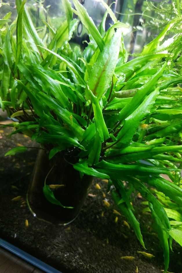 Mech Queen i Weeping, Hydrocotyle, Rogatek, Cryptocoryne i Microzorium