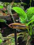 Apistogramma pielęgniczka abacaxis Wilhelmi samica