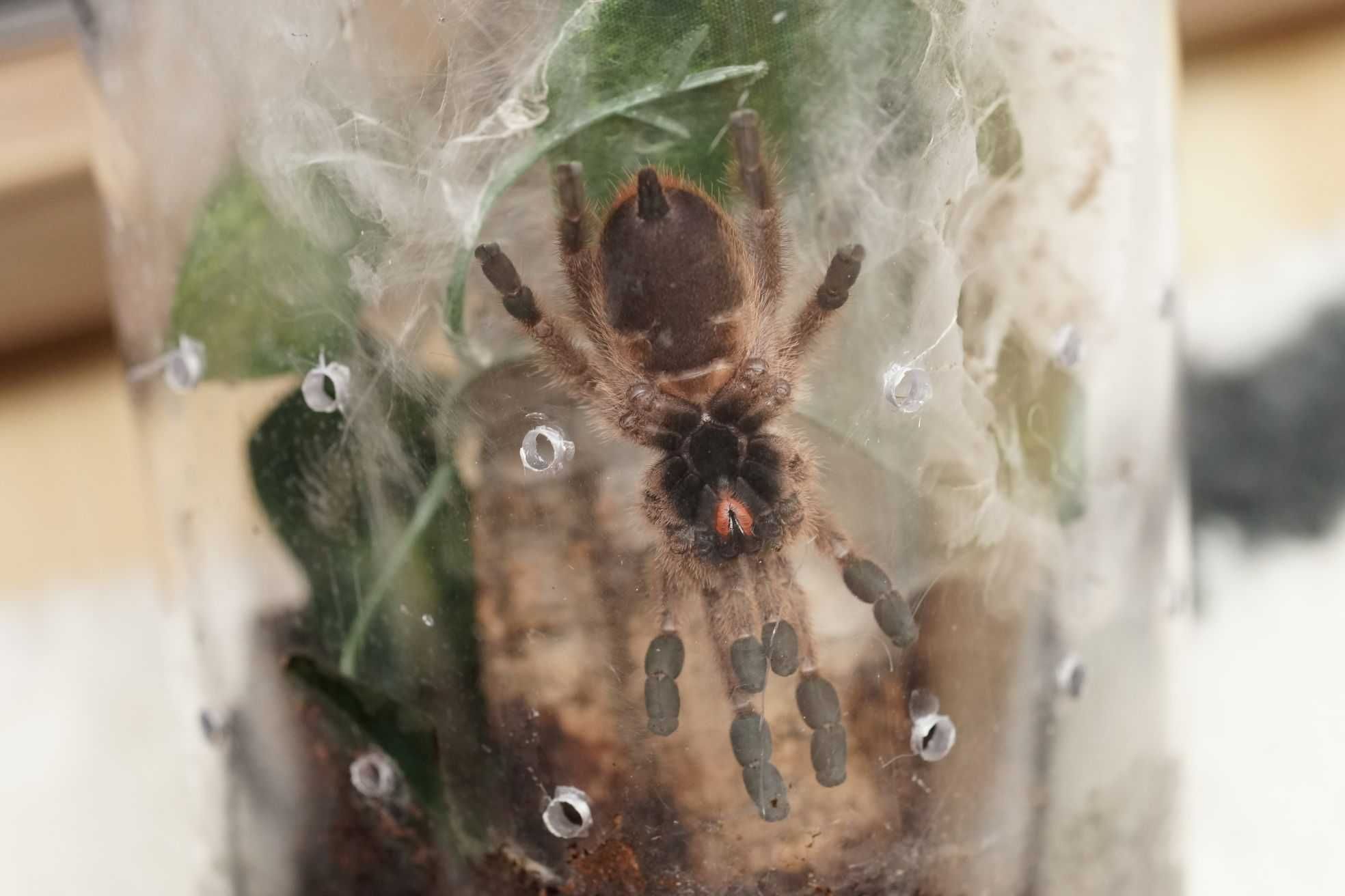 Caribena laeta  - zdrowy! + mini szklane terrarium z wentylacją