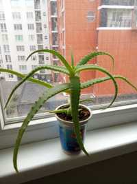 Алое древовидное (Aloe arborescens)