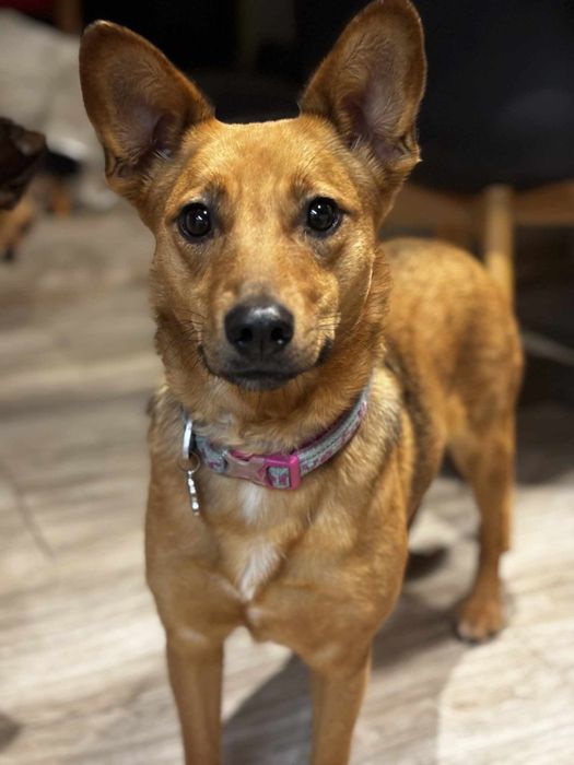 Adelina - wyjątkowy pies dla wyjątkowego człowieka