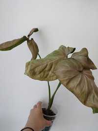 Syngonium Regina red