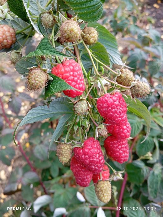 Sadzonki malin, truskawek ,owoce