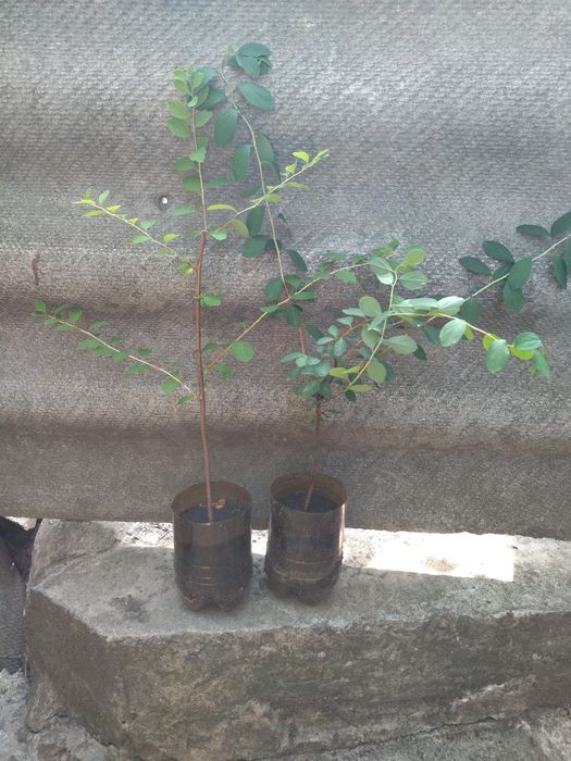 Самшит. Жимолость шапочная. Плющ. Спирея. Барбарис.