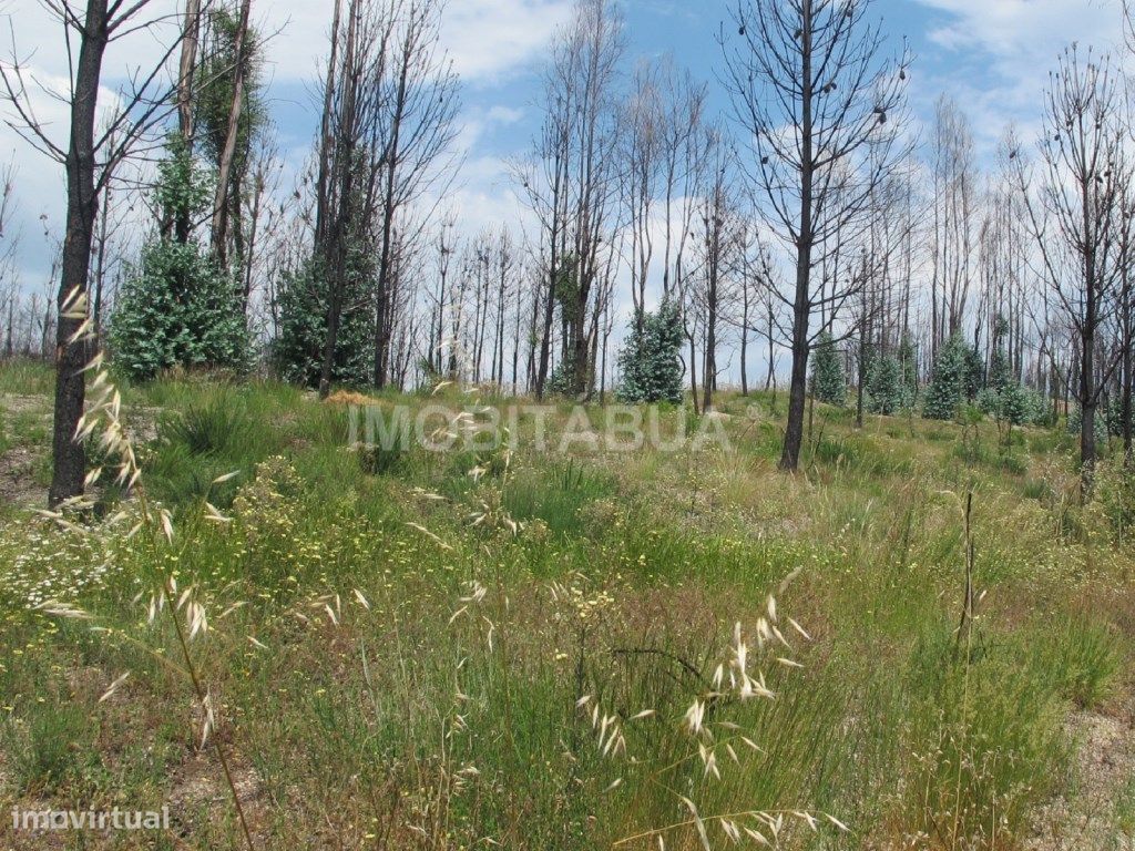 Quinta de Mirtilos com mais de 3 Hectares, localizada perto de Tondela
