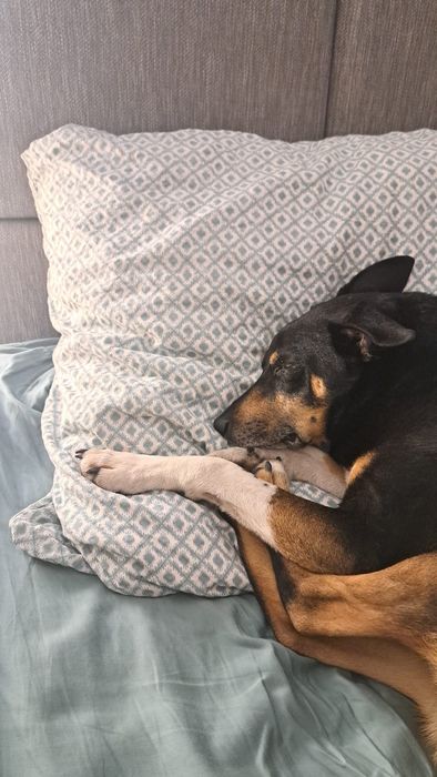 Opieka nad psem/kotem, petsitter, Warszawa, Bielany