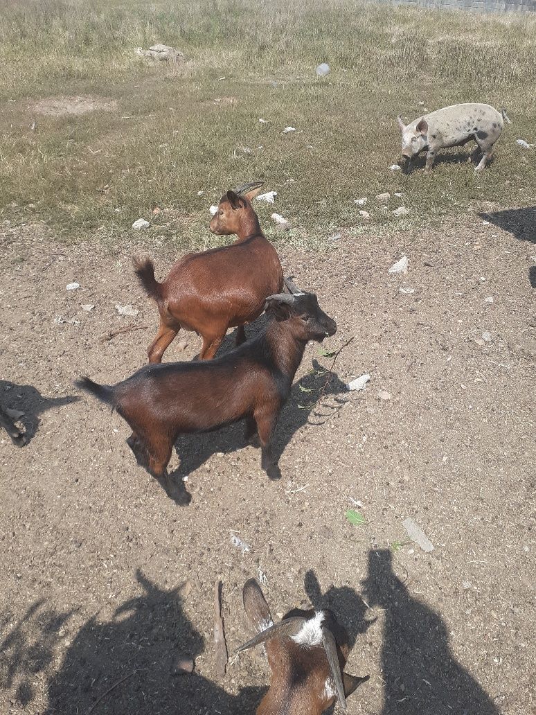 Vendo cabra ana macho