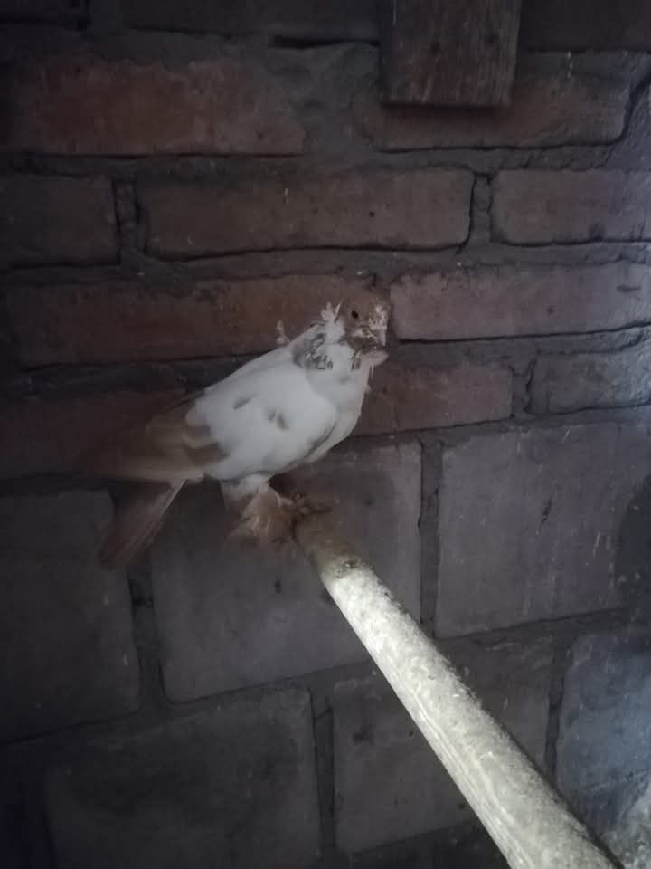 Mewka egipska mazowiecka  chiński kolorowe
