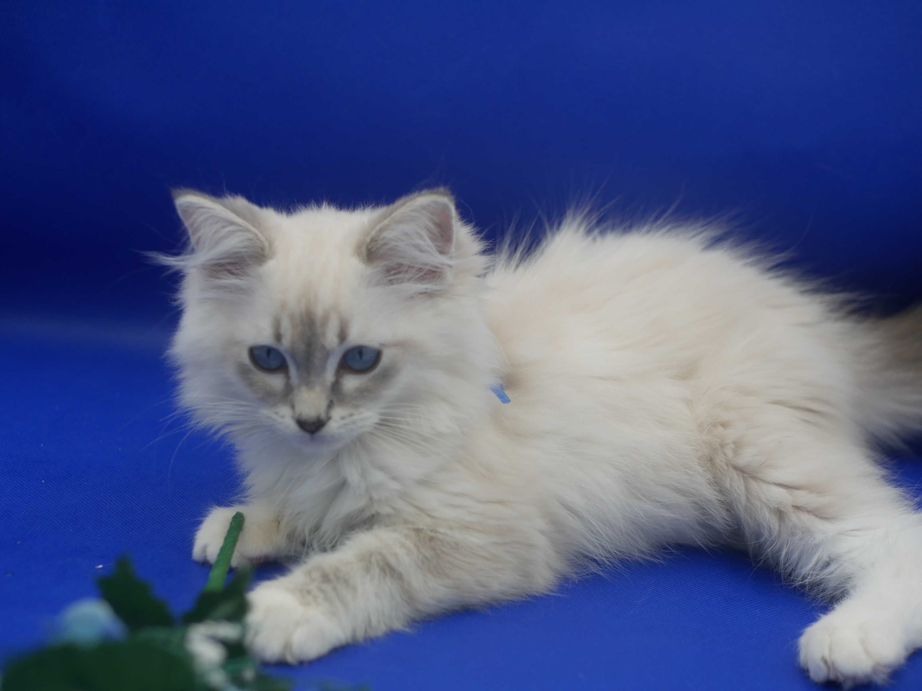 Kot Ragdoll, rasowy rodowodowy FPL FIFE