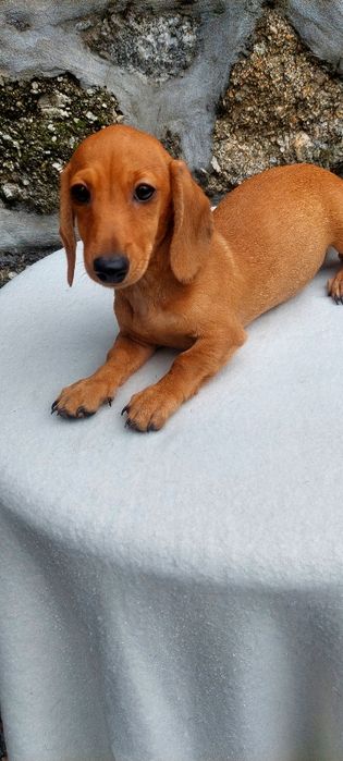 Teckel Miniatura laranja