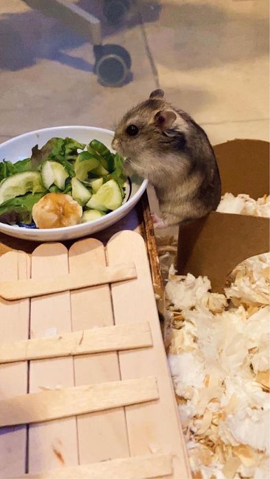 Джунгарские хомячки очень милые