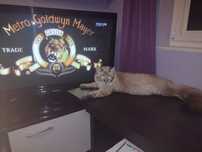 TV Panasonic Viera 42"