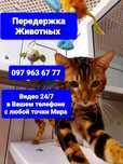 ПЕРЕДЕРЖКА с Видео от 70/грн, ЗОООТЕЛЬ для Котов, Грызунов,Птиц...