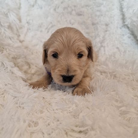 Goldendoodle f1b suczka