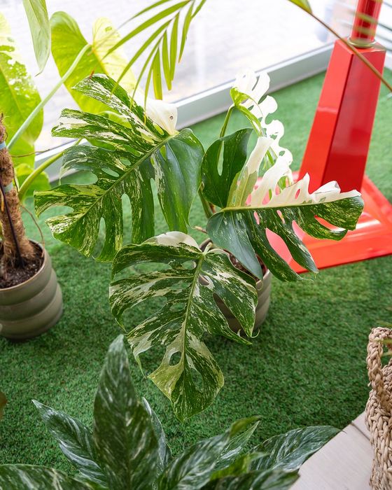 Monstera Deliciona Albo Variegata