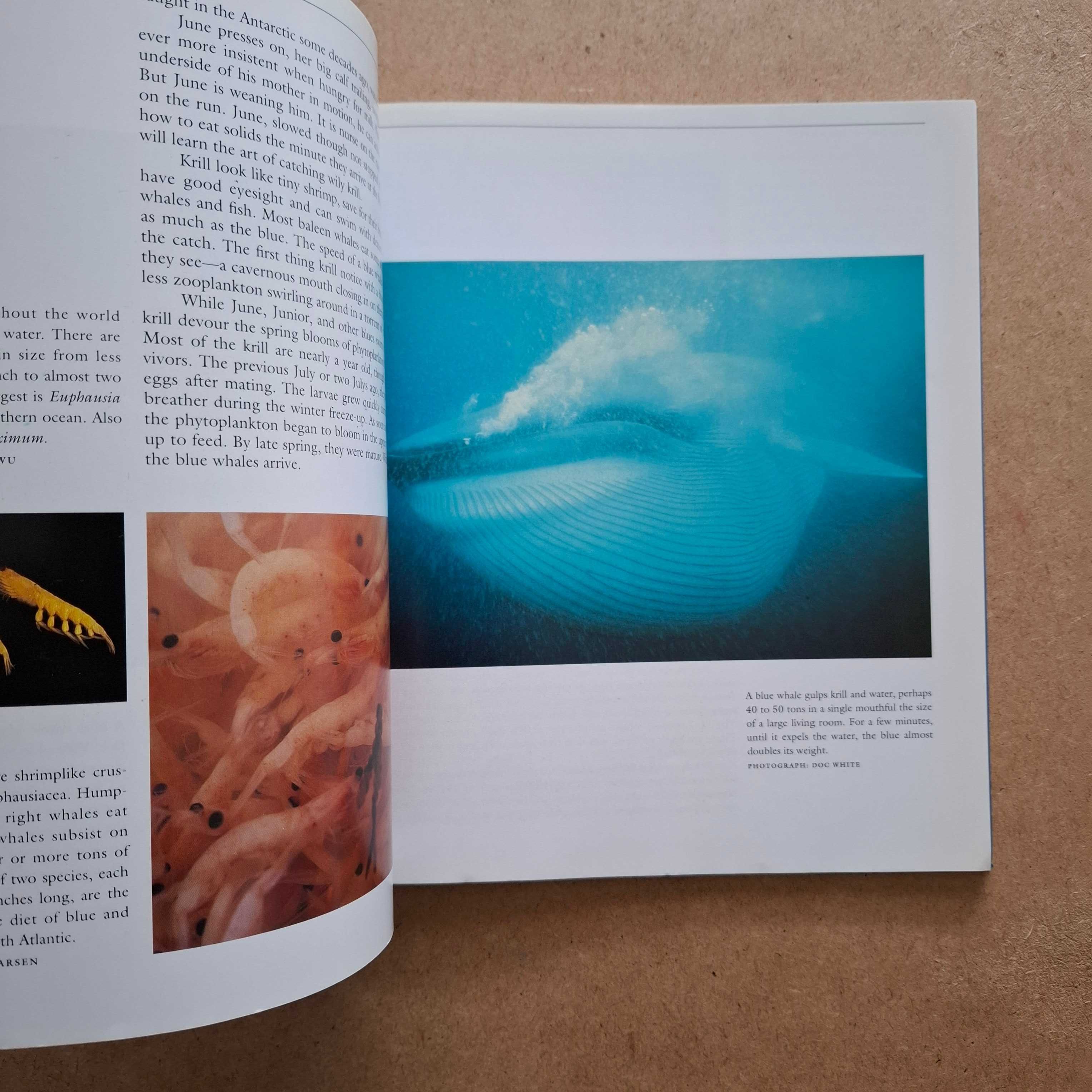 "Seasons of the Whale" de Erich Hoyt
