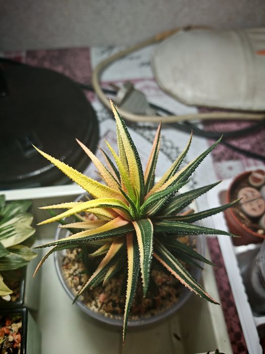 Haworthia Radula Variegata Yellow Хавортия Вариегатная детки