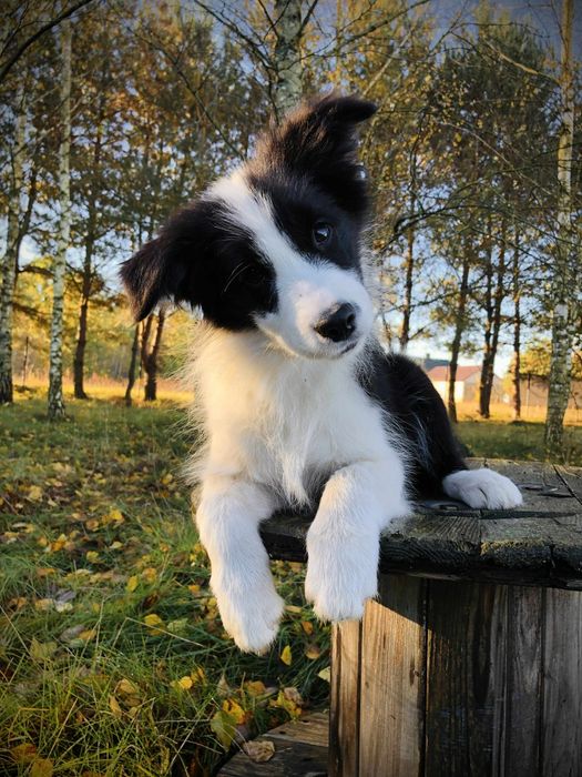 Piękna suczka BORDER COLLIE z metryką Związku Kynologicznego w Polsce